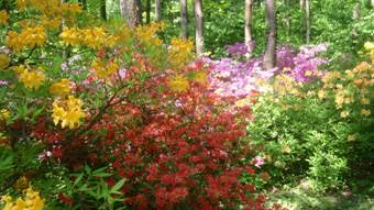 Rododendron virgzskor, 2