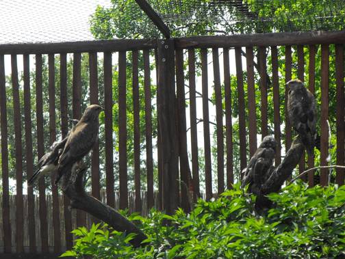 Hortobgyi Madrpark, 3., 5